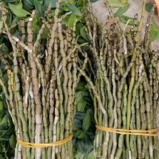 新鲜石斛 地摊批发电商铁皮石斛鲜条榨汁九大仙草石斛兰紫皮石槲