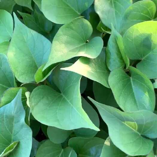 西安秦薯5号红薯苗  【基地直销】脱毒原种秦薯五号，西瓜红