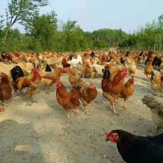 自家散养农家土鸡
