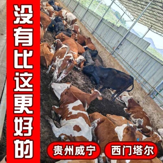 西门塔尔牛 贵州公司专业养殖 占地位置3000平方