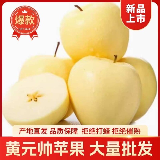 绥中县正宗黄元帅黄金帅黄香蕉奶油苹果金冠粉面可刮泥批发大量批发
