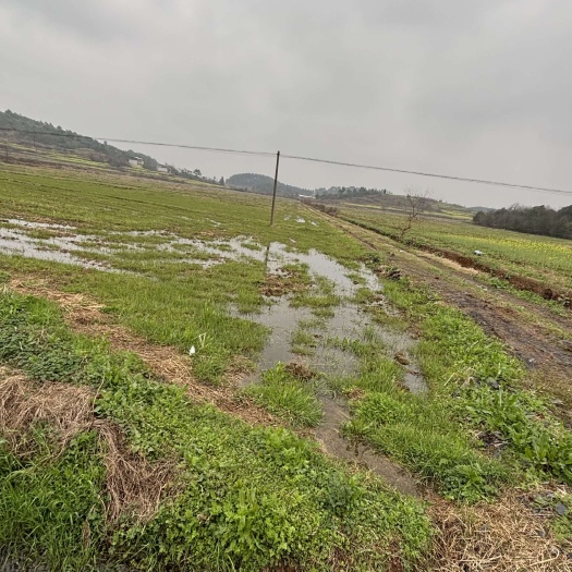 衡阳500亩水稻田地好水好路也好