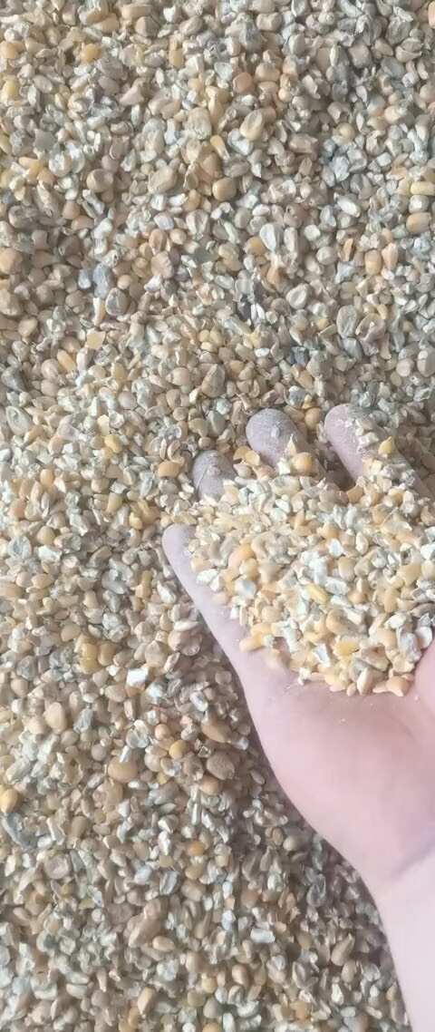 界首市碎玉米粮食养殖饲料的绝好替代品大量现货
