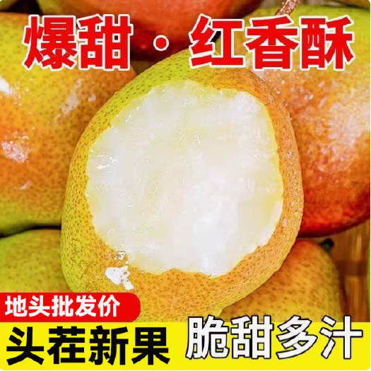 正宗红香酥梨薄皮当季新鲜脆甜梨子孕妇水果地头批发价