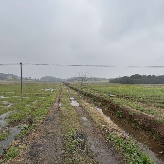 衡阳300亩水稻田 不缺水  机耕路宽敞  水电路三通 抢手好地