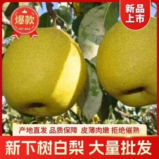 绥中县辽宁白梨东北特产白梨新鲜应季水果软绵多汁软糯香甜