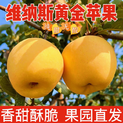 正宗维纳斯黄金苹果当季新鲜水果现摘脆甜多汁冰糖心苹果批发
