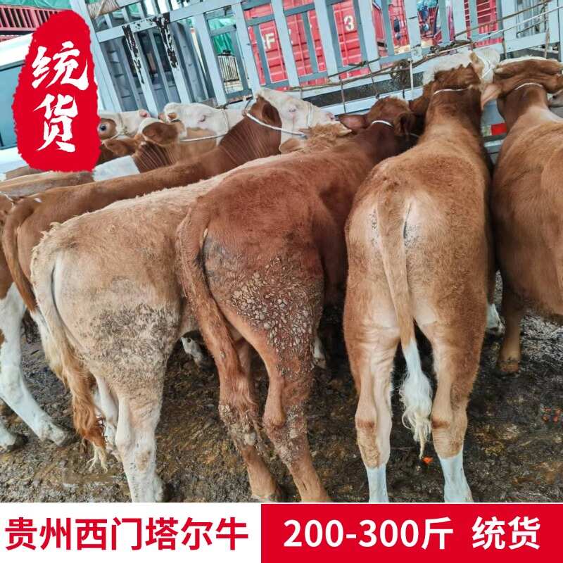 贵州西门塔尔牛 200-300斤 统货 产地直发