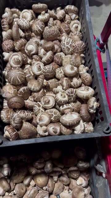 鲁甸县大花菇