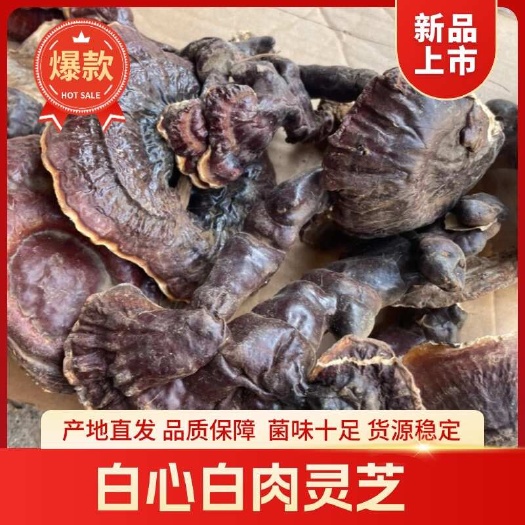 玉林西藏白心白肉灵芝 高海拔灵芝煮水煲汤一手货