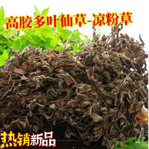 武平县仙草干仙草冻黑凉粉草粿草汁正宗仙人粄草龟苓膏烧仙草 新鲜草干