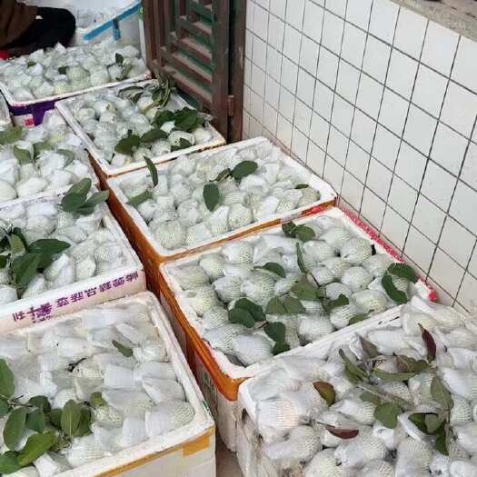 香巴乐。杨桃  现货多多