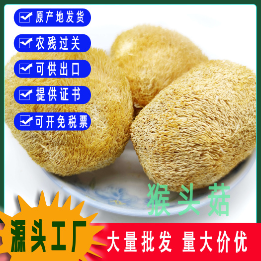 古田县古田猴头菇新鲜干货剪脚食用菌煲汤食材菌汤菌菇散装批发一件代发