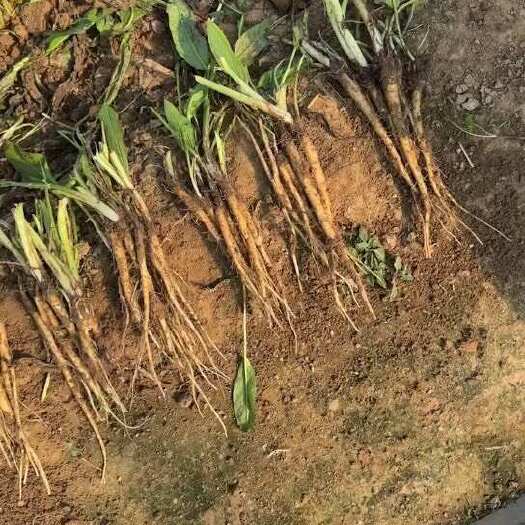 上蔡县食叶草苗、成活率高。