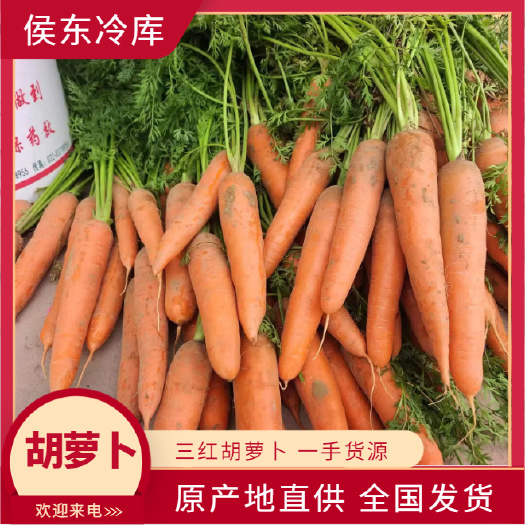 三红胡萝卜，新鲜陆地红萝卜，货源充足，支持各种包装