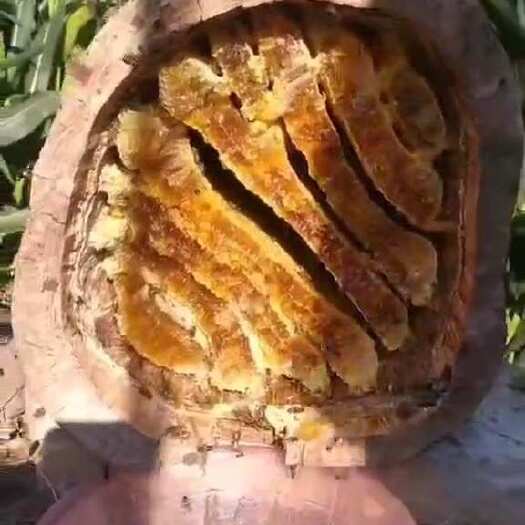 绵阳大凉山野花蜂蜜