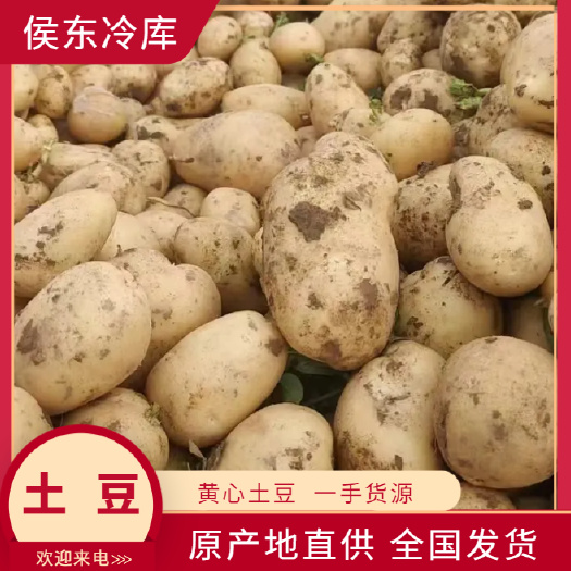 土豆大量上市，产地直发，可对接电商、商超、市场等