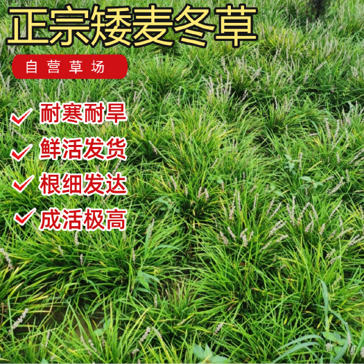 三台县绵阳三台县优质麦冬草苗木矮麦冬草玉龙草四季常地被草坪绿化专用