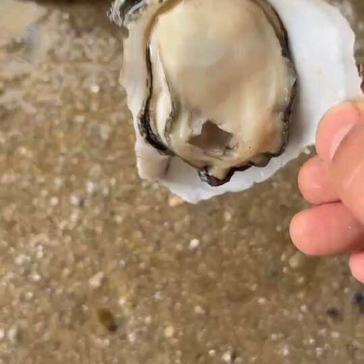 湛江湛江本地白蚝，大量供应，源头工厂，广东省内包邮