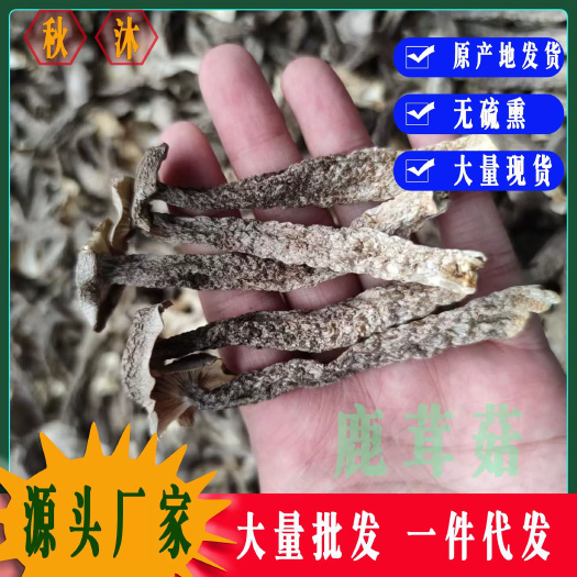 古田县鹿茸菇鹿茸菌干货散装批发食用菌酒店食材鹿茸菌批发可开发票