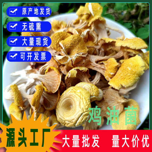 古田县秋沐鸡油菌干货 榆黄蘑新鲜黄金菇黄丝菌黄松甸蘑菇批发一件代发