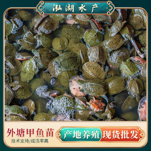 霍邱县惠农严选 0.9-1.5斤生态甲鱼鲜活发货优质老鳖团鱼活体
