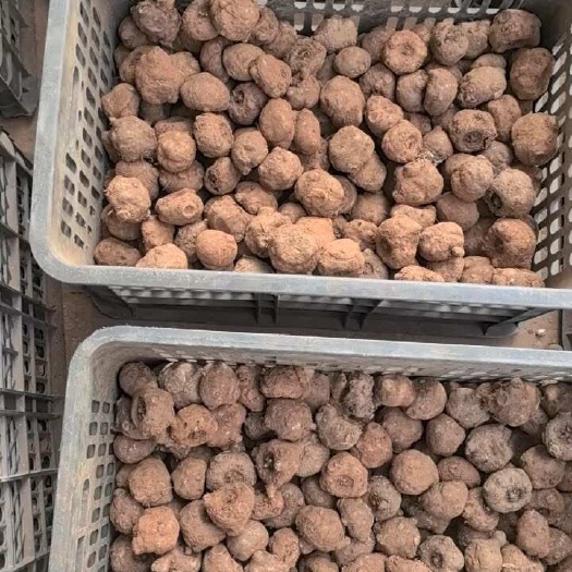 魔芋种子湖南张家界直供 新鲜优质农业种植资源 永定区发货