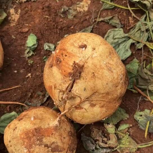 徐闻县大量接凉薯工厂货 量大的来谈