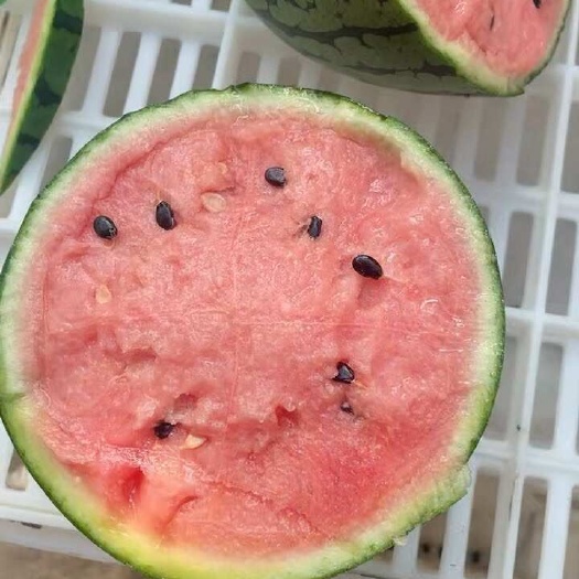 昌乐县手掰瓜