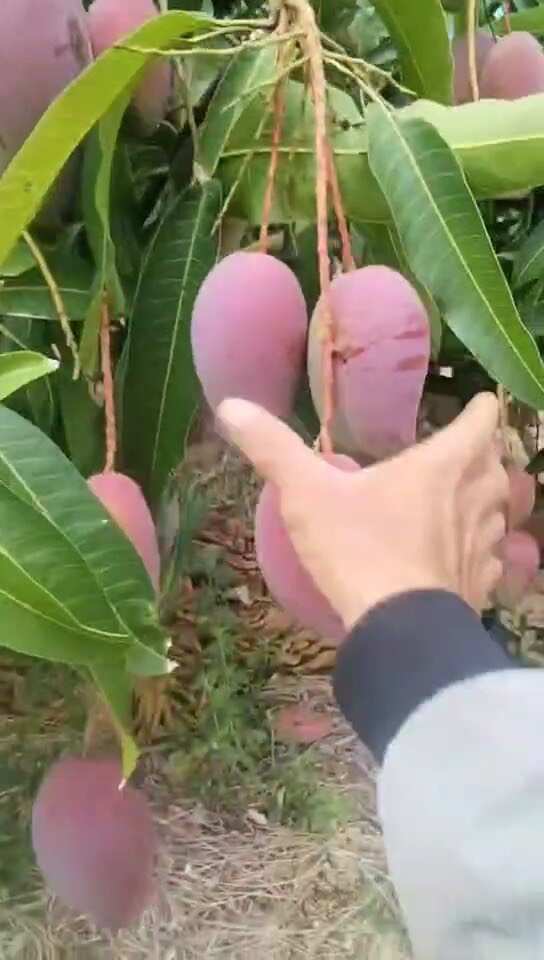 海南芒果，一件代发业务