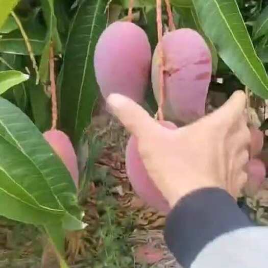 乐东县海南芒果，一件代发业务