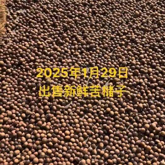 进贤县苦槠子 苦珠子 新鲜苦槠 新鲜苦珠子