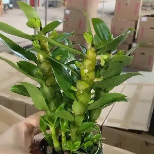 红花春石斛盆栽 广州荔湾发货 物流专线配货 技术指导附送