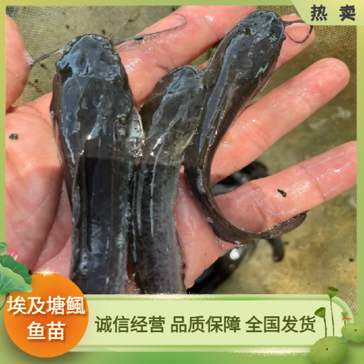 广州埃及塘鲺 本地埃及塘鲺鱼苗 杂交埃及塘鲺鱼苗 淡水养殖鱼苗