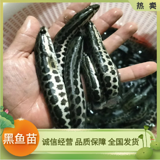 广州黑鱼苗 乌鳢鱼苗 乌鱼苗 财鱼苗 杂交快大种生鱼苗