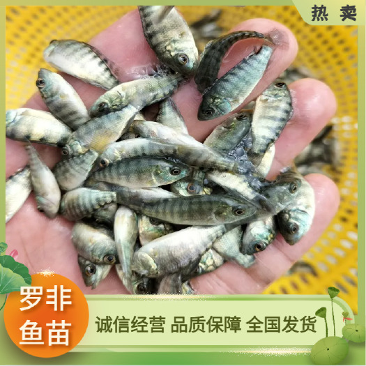 广州罗非鱼苗 海南一号快大种罗非鱼苗 脆肉罗非鱼苗 淡水养殖鱼苗