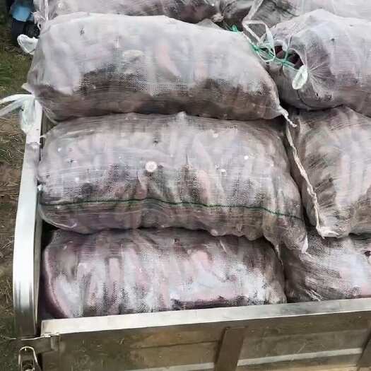 东莞市东莞新鲜一点红红薯 地道根茎蔬菜 健康美味选择（原产地湛江）