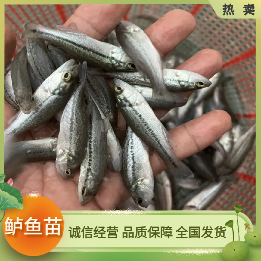广州鲈鱼苗 加州鲈鱼苗 优鲈3号 淡水养殖驯料鲈鱼苗