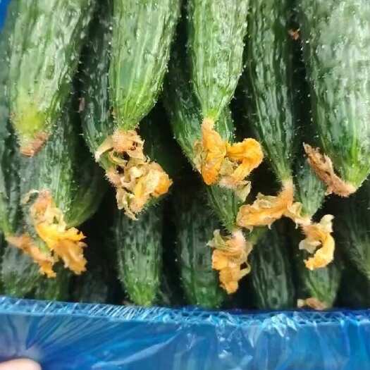 夏邑县千亩蔬菜大棚种植黄瓜