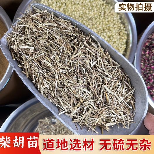 普宁市【永康元药业】中药材柴胡苗硬苗柴胡 叶柴胡苗 香柴胡苗