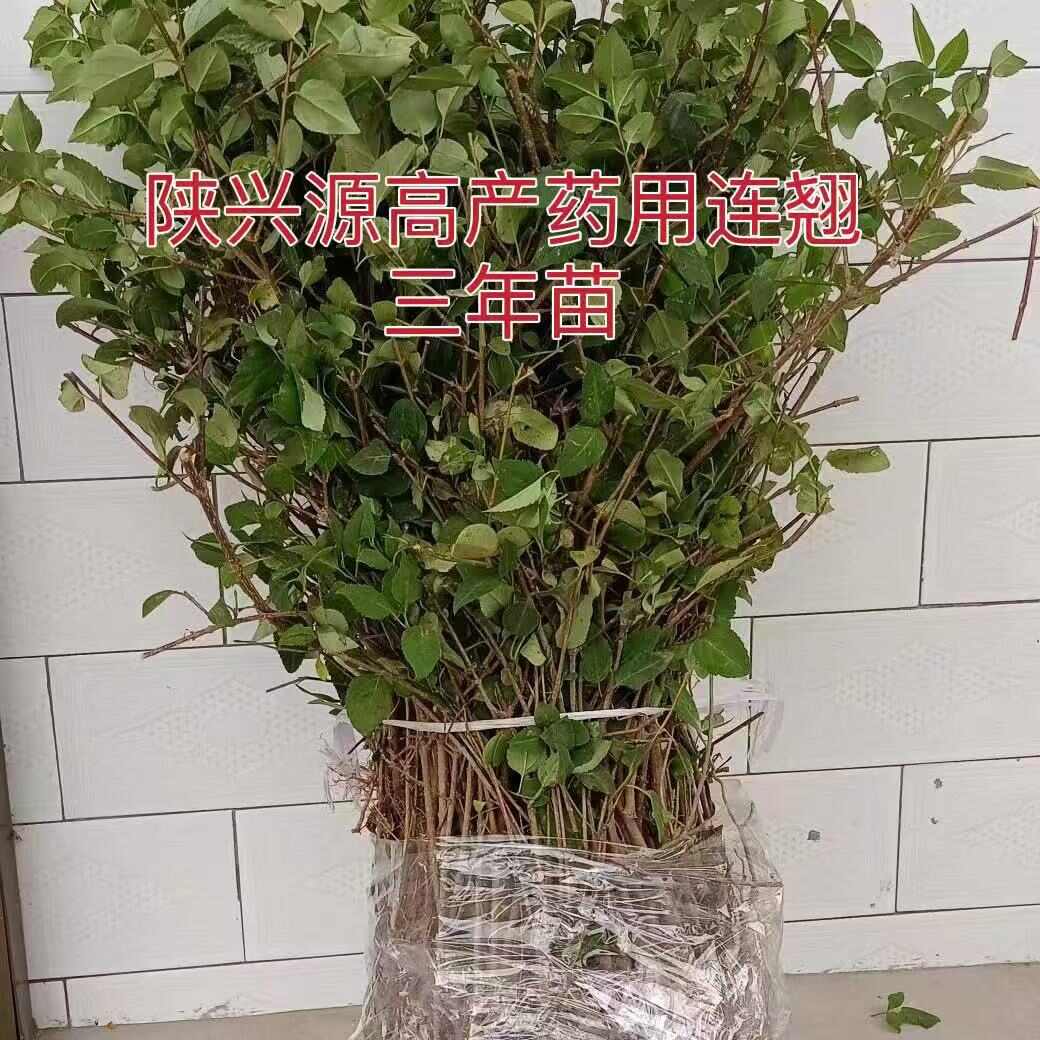 陇县陕西基地连翘三年苗