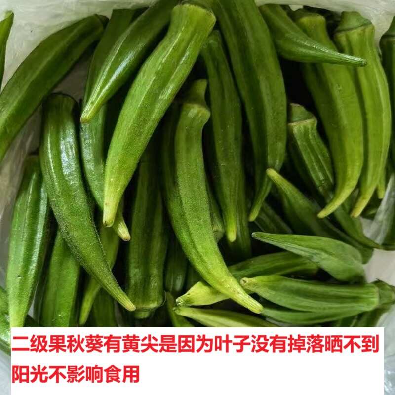 海南黃秋葵三亞產(chǎn)地直發(fā)二級(jí)/一級(jí)整車空運(yùn)冷鏈直發(fā)