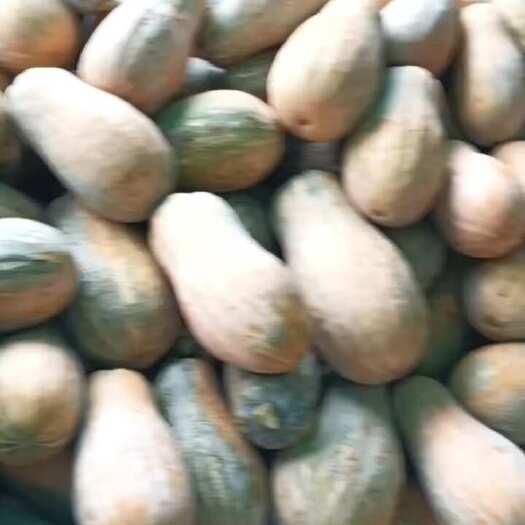 海口20多年收购南瓜经验。一手资源