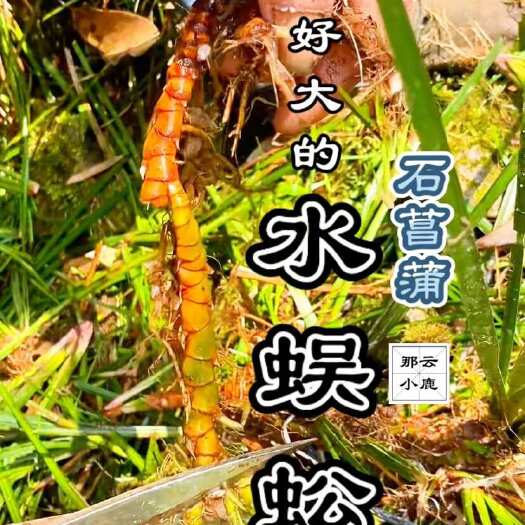 寿宁县福建高山溪香石菖蒲干货