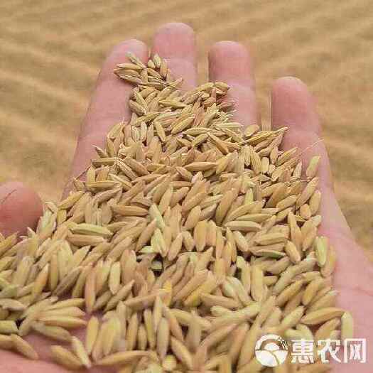 优质新大米，预售，预订中