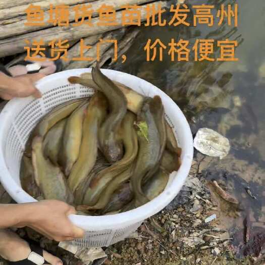 高州市王妃三代长角鱼苗附近可送货上门，价格便宜￼直销没有任何商
