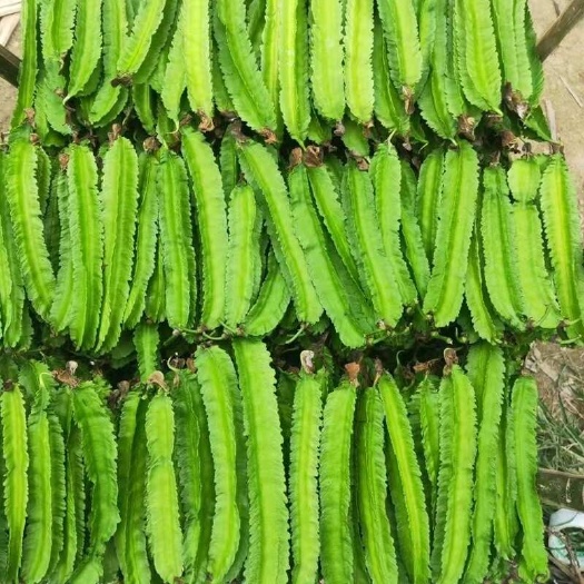 三亚海南特色蔬菜四棱豆/四角豆三亚种植基地发货/一件代发