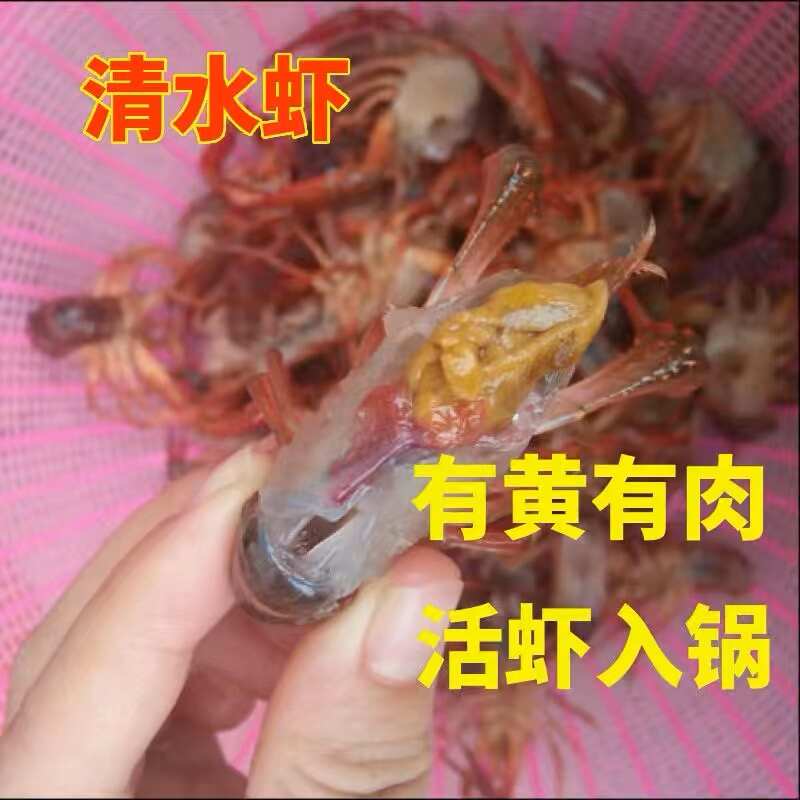 湖北基地直发清水小龙虾各种规格新鲜直达