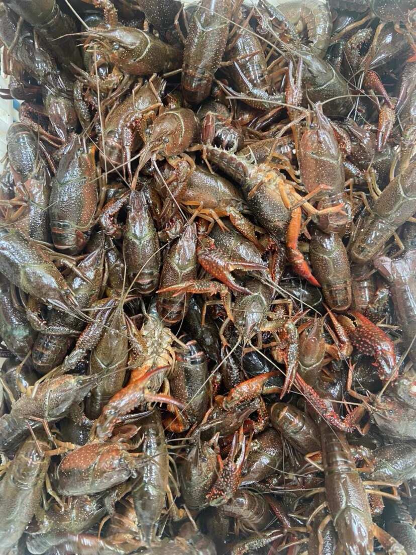 湖北基地直发清水小龙虾各种规格新鲜直达