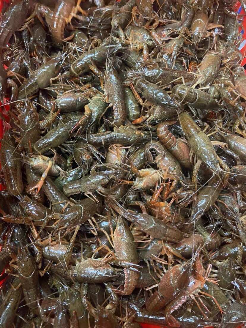湖北基地直发清水小龙虾各种规格新鲜直达